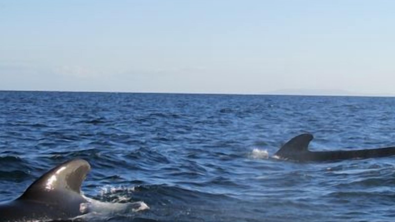 Photo of Others in Mulege