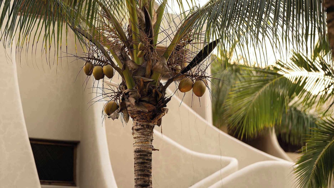 Photo of Outdoor in Troncones