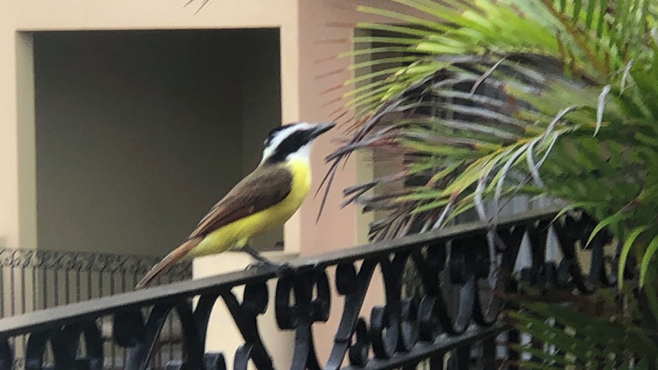 Photo of Patio Balcony in Flamingos