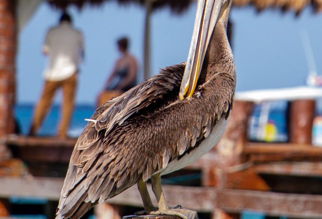 Photo of Others in Costa Maya