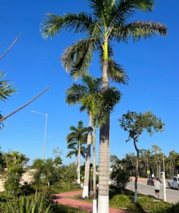 Photo of Others in Tulum