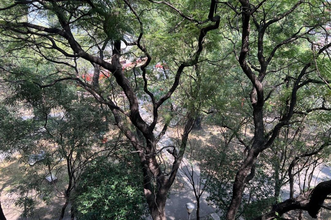 Photo of Others in Downtown Mexico City