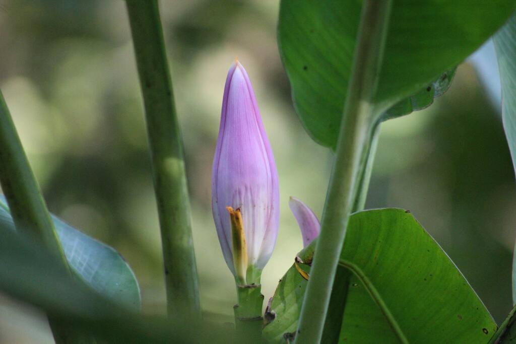 Photo of Outdoor in Xilitla