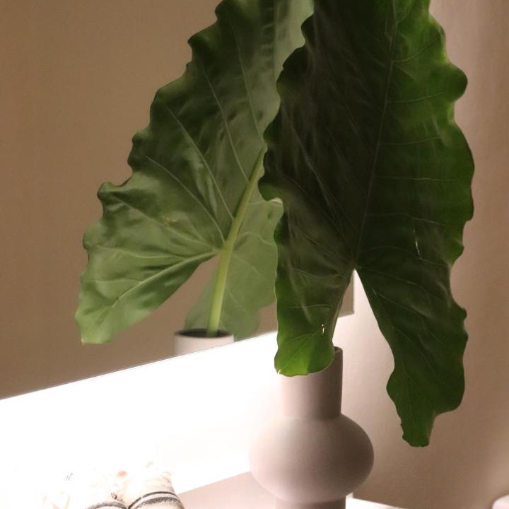 Photo of Others in Tulum