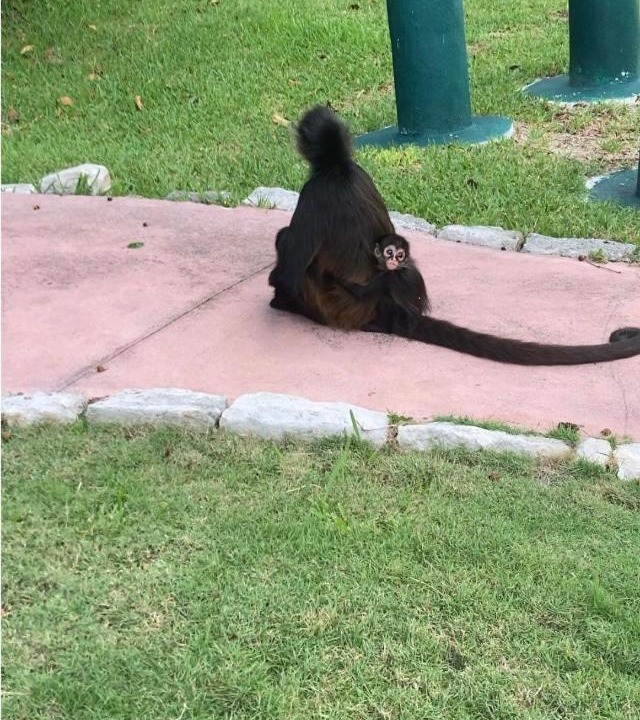 Photo of Others in Puerto Morelos
