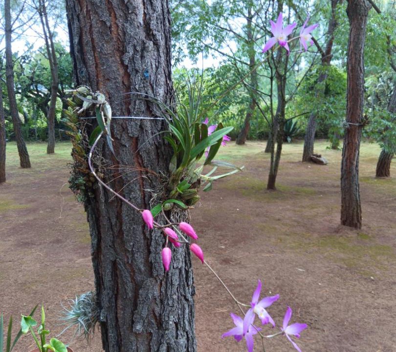 Photo of Outdoor in Atemajac de Brizuela