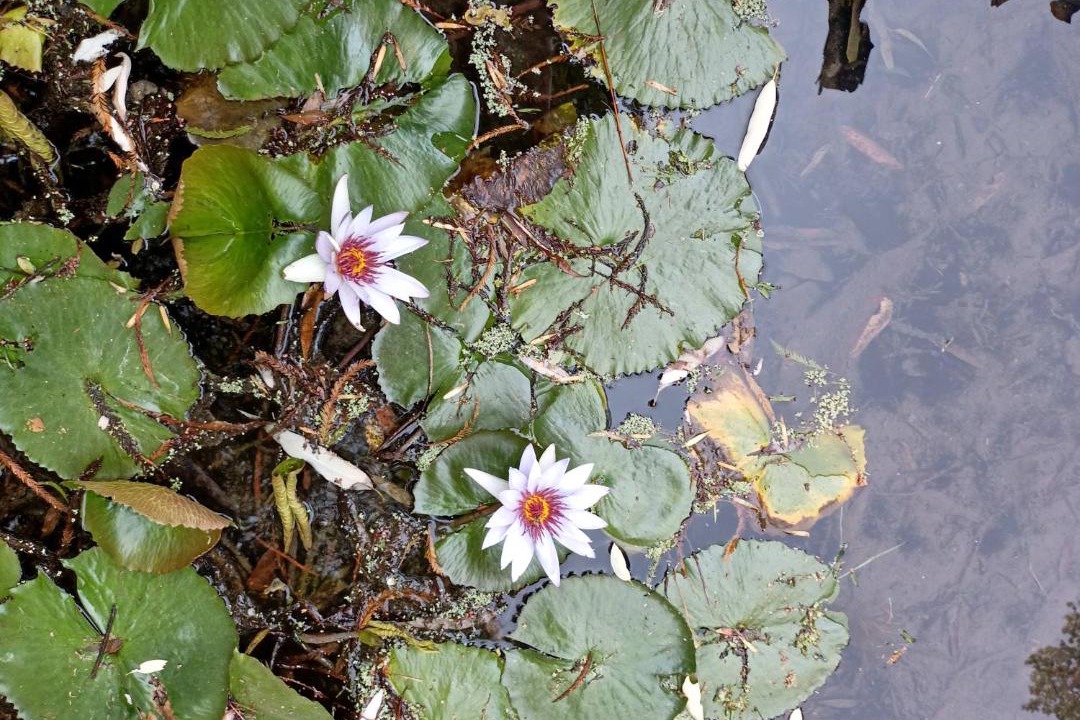 Photo of Others in Malinalco