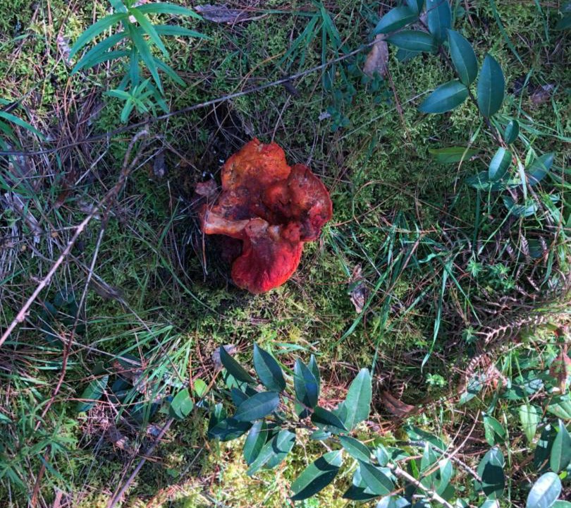 Photo of Others in Acaxochitlan