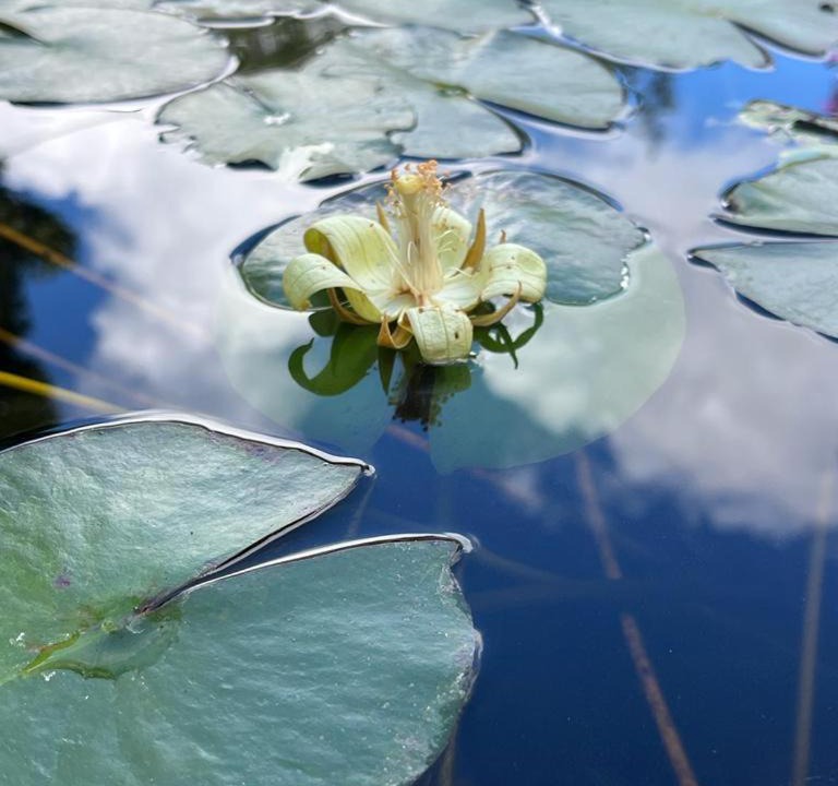 Photo of Others in Tzucacab