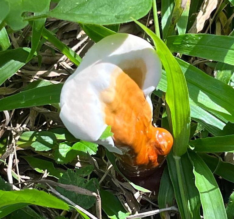 Photo of Others in Tzucacab