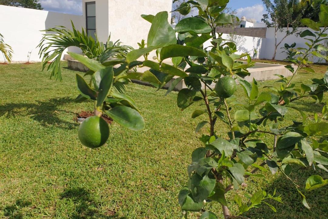 Photo of Others in Merida Municipality