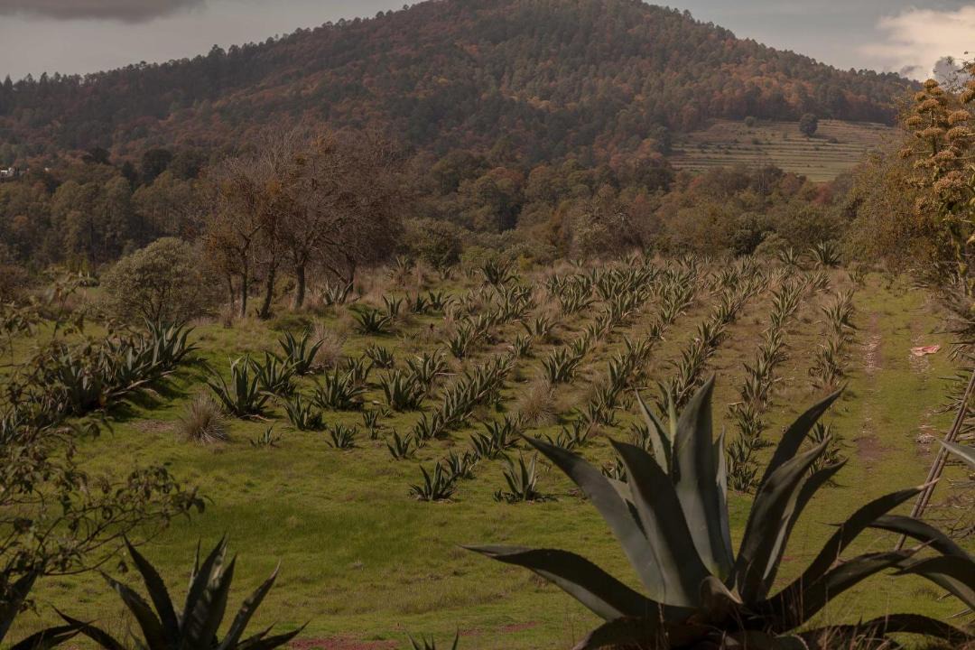 Photo of Others in Nanacamilpa