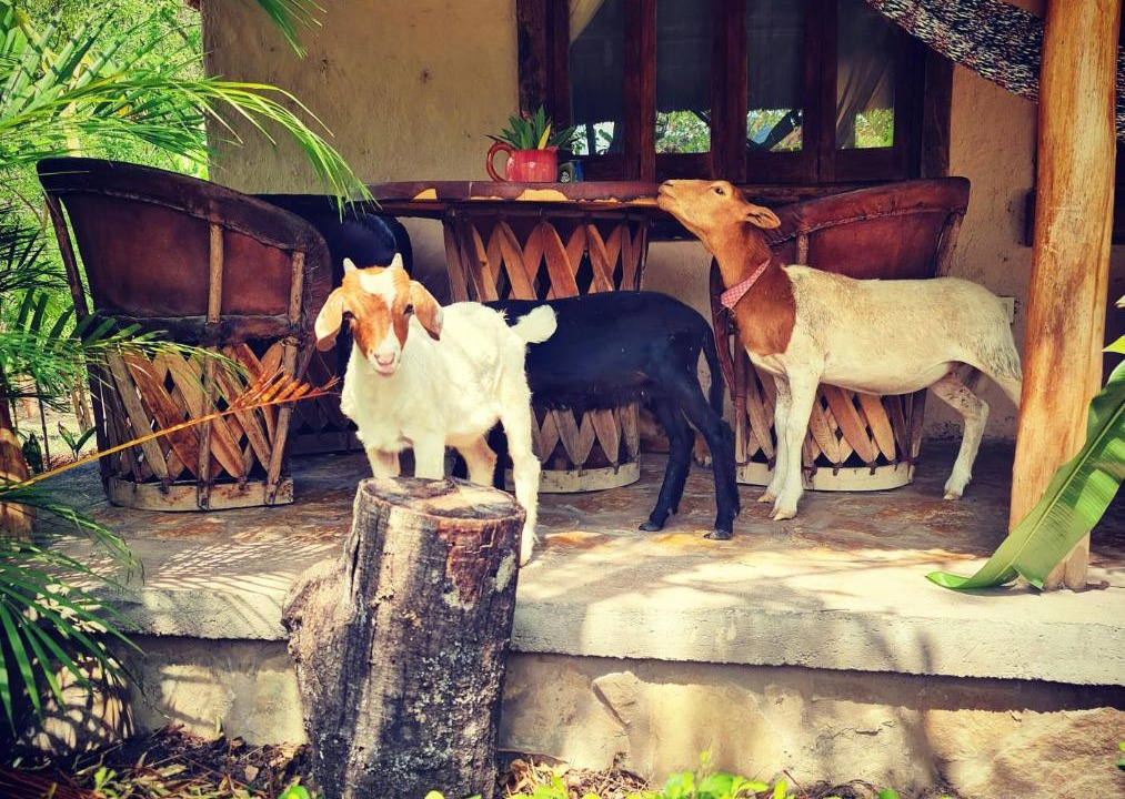 Photo of Others in Tanchachin