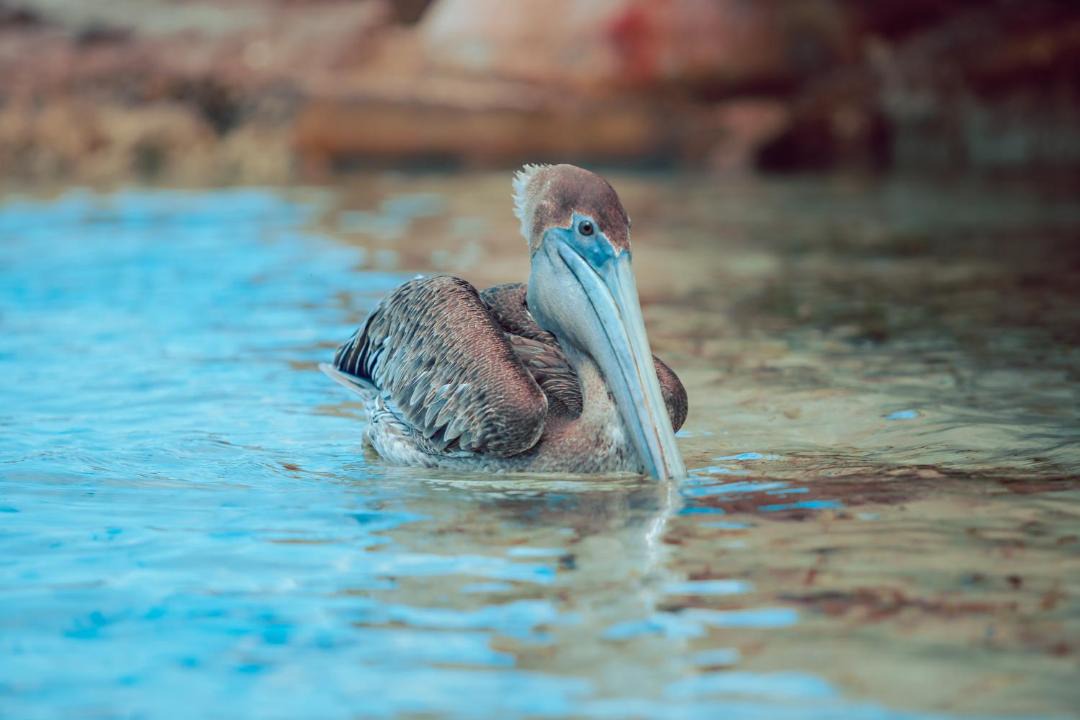Photo of Others in Costa Maya