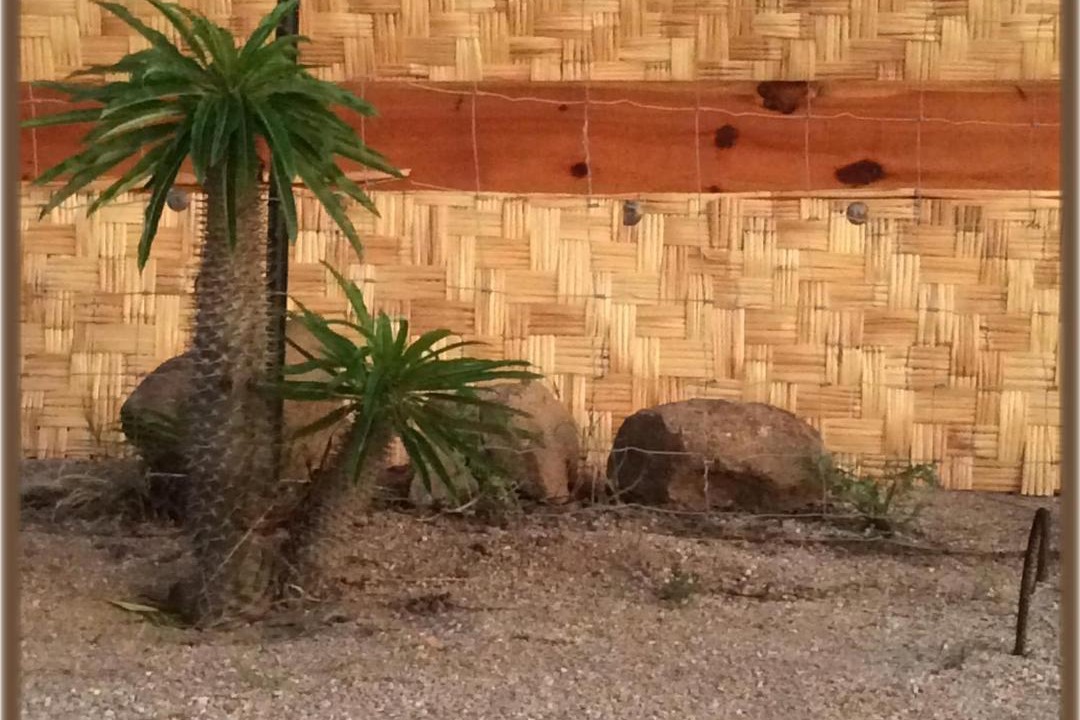 Photo of Others in Todos Santos