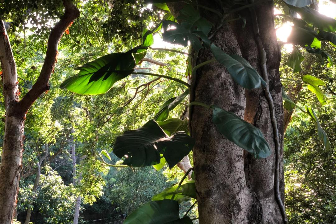 Photo of Others in Sayulita